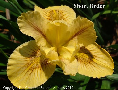 Short Order (1)